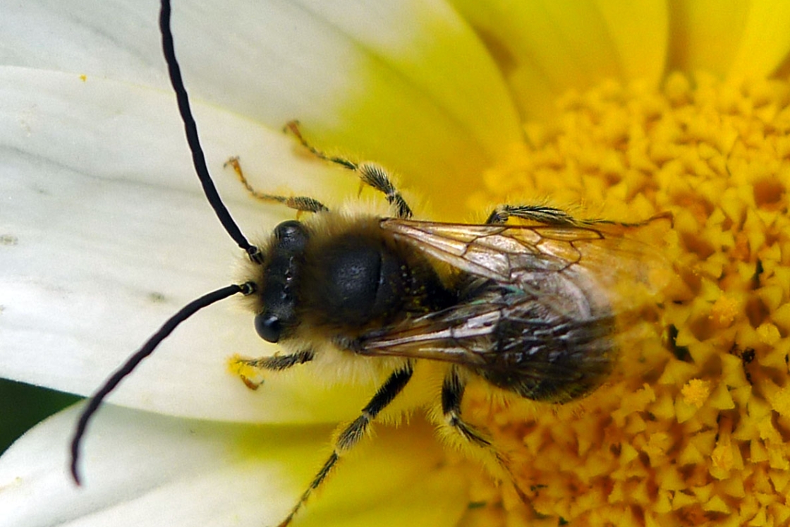 Long horned bee