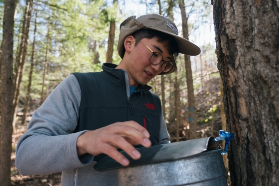 Student checking a sap bucket