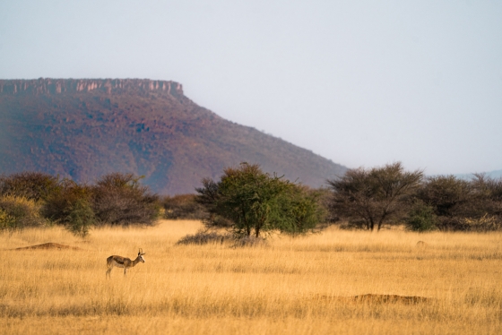 A springbok in a field