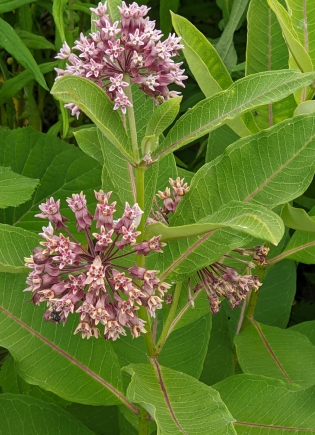 Native milkweed