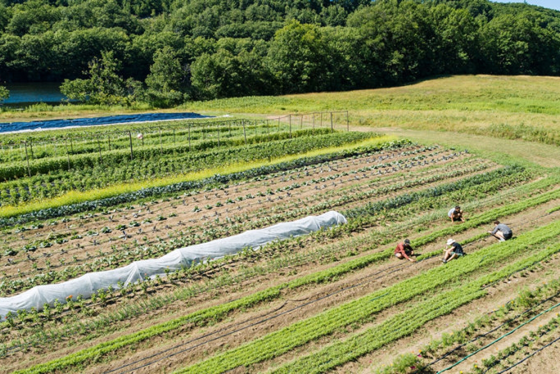 Students tend crops at Dartmouth’s Organic Farm