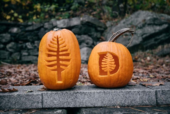 Dartmouth lone pine and Dpine carved into a pumpkin