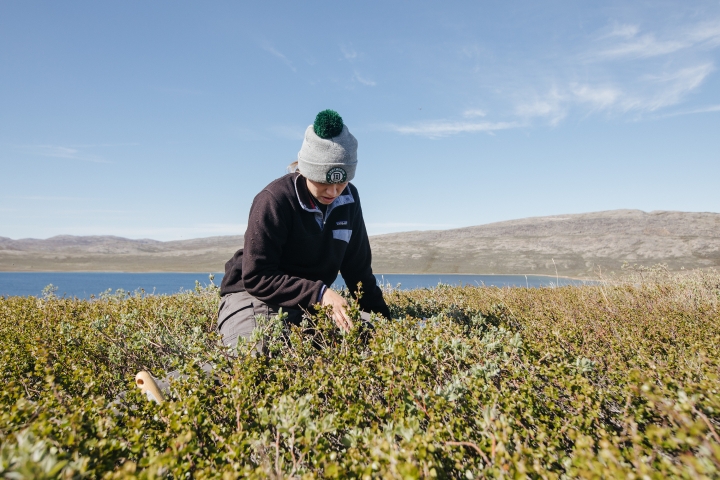 Alex Stendahl ’19 searches for spiders near a pond in Kangerlussuaq, Greenland.