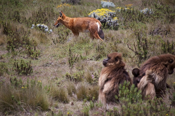 An Ethiopian wolf moves among gelada monkeys.