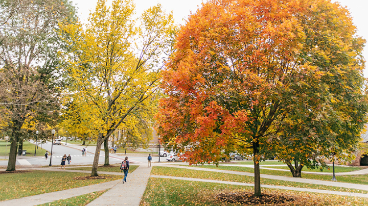 trees on campus with leaves that have turned yellow and orange